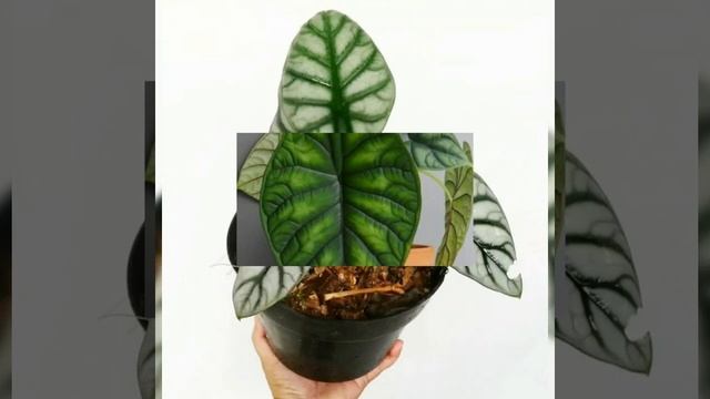 Неделя редких комнатных растений в Краснодаре смотреть онлайн