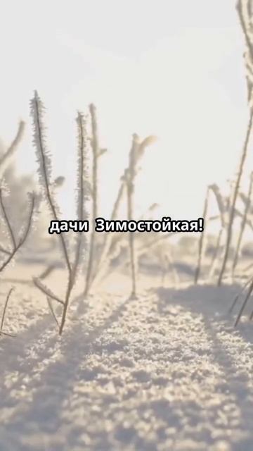 Клуника - волшебная ягода для вашей дачи! #клуника #яго?