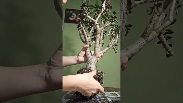 Красула, пересадка. (толстянка, денежное дерево) смотреть онлайн