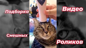Смешные видео ролики подборка лучших приколов 2025 года #смешно # приколы #видео #смех #ржака #смех