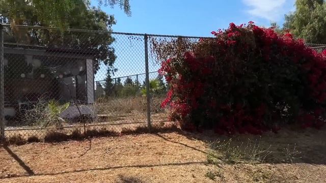 Озеро Алмаден / Душевная прогулка / Вкусные ребра на гриле / Влог США смотреть онлайн