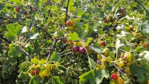 Смородина золотистая - начало созревания