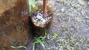ВЫСАДКА САЖЕНЦЕВ ВИНОГРАДА В ОТКРЫТЫЙ ГРУНТ.