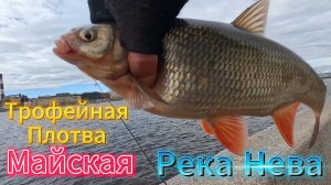 НЕВСКИЕ ПЛОТВА ЯЗЬ ОКУНЬ  ЛОВИЛ НА ОТВОДНОЙ И ДРОПШОТ НА  РЕЗИНУ.