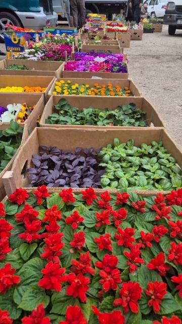 27 марта 2025 г. Весенние цветы красивые смотреть онлайн