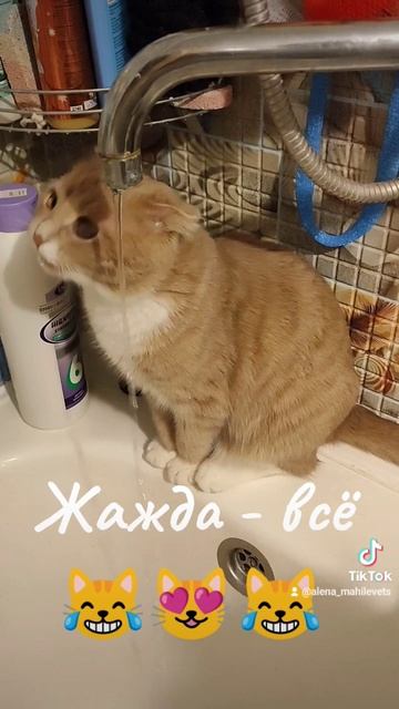 кот Семен  #Кот Семён #котэ #котенок #cat