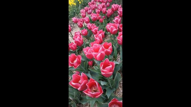 27 марта 2023 г. смотреть онлайн