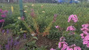 Миксбордер вдоль забора из многолетников