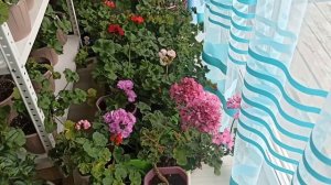 #наизнанку ОБРАБОТКА ПЕЛАРГОНИЙ ОТ ВРЕДИТЕЛЕЙ ДОМА #п?