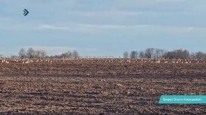 В столице Коми заметили необычное явление – «гусиные поля»