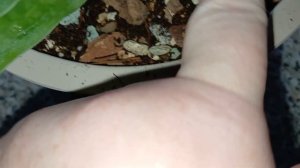 Пересадка пафиопедилума. Октябрь 2024 года.