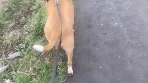 Ходячий хвостик Bublikbul43