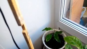 лимон с магазина пересадка саженца