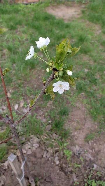 Черешня Приусадебная Жёлтая. Зацвела #дача #черешня #д? смотреть онлайн