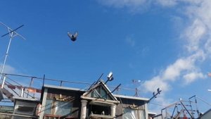 БОЛЬШАЯ КОЛЕКЦИЯ БЕРЕЗНЕГОВАТОВСКИХ ГОЛУБЕЙ.