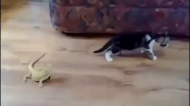 Очень смешной прикол с котом смотреть онлайн