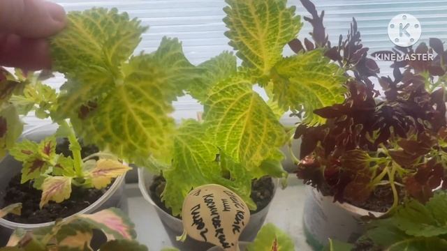 Колеусы в домашних условиях. Обзор.