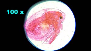 Дафния (водяная блоха) под микроскопом 🔬 4К Daphnia