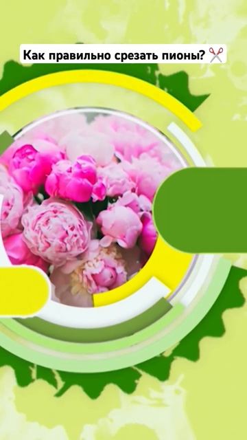 Как правильно срезать пионы? ✂️ #дача #сад #пионы #сорт