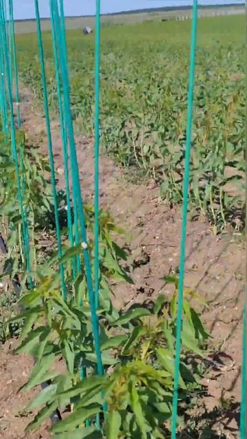 Питомник саженцев: миндаль смотреть онлайн