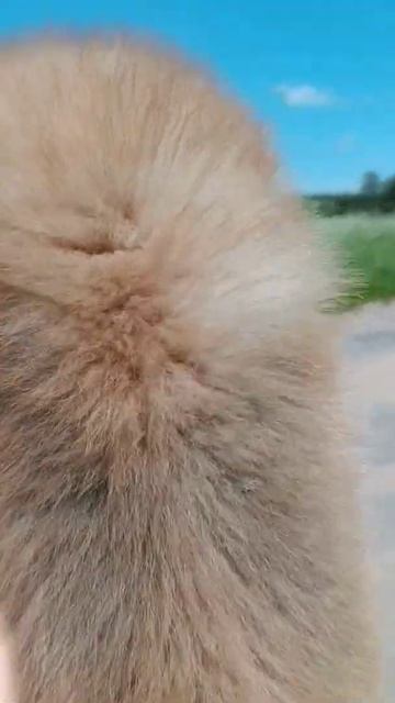 Мишка, померанский шпиц смотреть онлайн