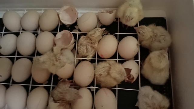 Бройлеры из инкубатора. Часть 1. Деревня стайл🤗