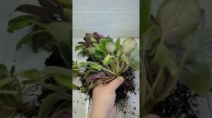Спасение заросшей фиалки! Полная пересадка с нуля🌱 #п