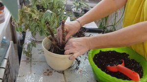 🌱Посадка аглаонем в один горшок - экономлю места под ?