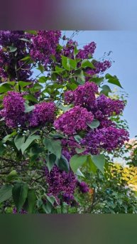 Sirenevyy( Lilacs)Park, Сиреневый Сад, Moscow#Russia#Summer#short