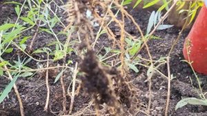 Пересадка черенков Будлеи.