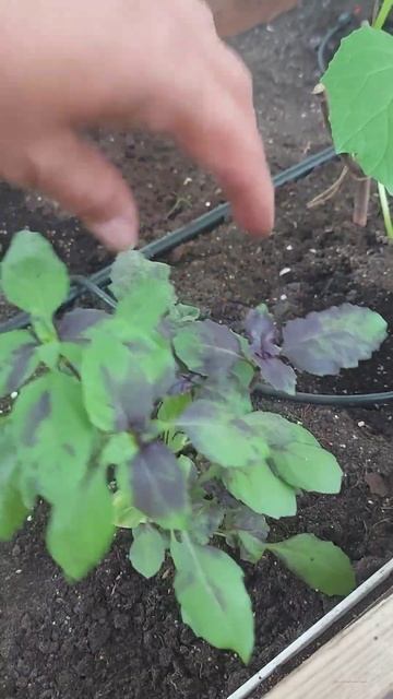 Базилик, как выращиваю его я, снято 06.062024 смотреть онлайн