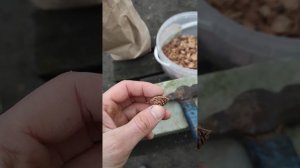 Раскалываем косточки Персика Маньчжурского.