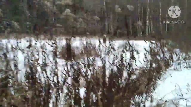 Лыжная прогулка #7/Ски разходка #7/Ski walk #7 🌲🎿❄️🌲