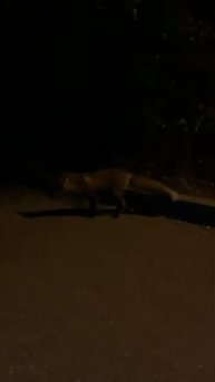 Мы встретили лису 🦊 😱😱😱 на Провале 2
