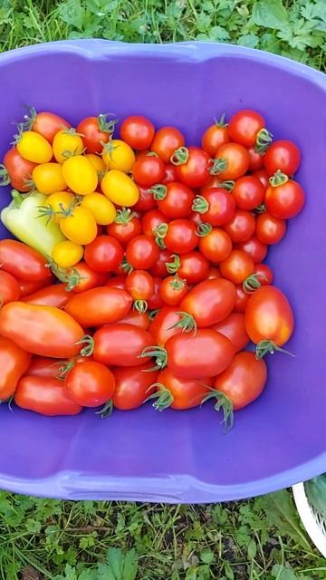 Заготовки на зиму начала делать 👌 #урожай #фермеры #ог смотреть онлайн