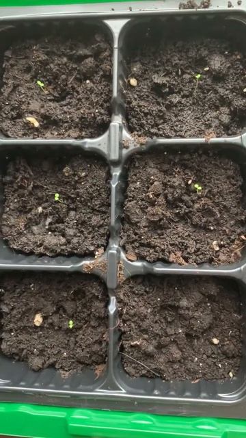 Петуния рассада часть 1 смотреть онлайн