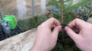 Как привить ель