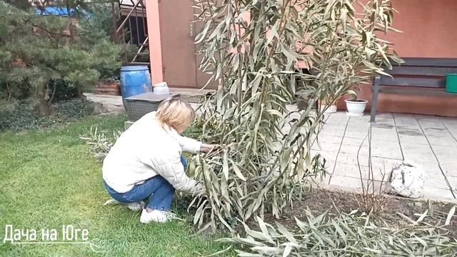 Дача на Юге - Зимовка олеандра в открытом грунте (экспе смотреть онлайн