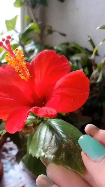 #стимуляторыроста #квіти #цветы #plants #рослини #добрива # смотреть онлайн