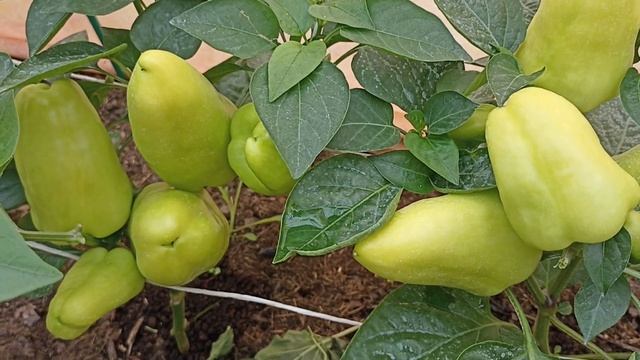 Перец раннеспелый сладкий Сорт Сибирский карлик смотреть онлайн