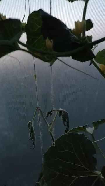 Как помочь арбузу и можно ли,ваши комментарии#сад#огор смотреть онлайн