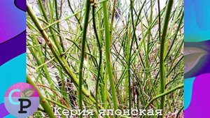 Керия Японская