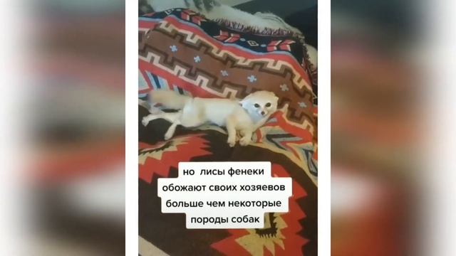 PRETTY PETS SHOW 5  Забавные животные. Приколы с животными, домашние питомцы, милые животные.