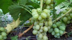 Гф Мускат Медовый селекции Опрышко Н. В с потрясающим ?