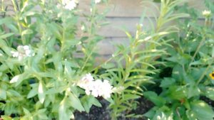 Дербенник Блаш