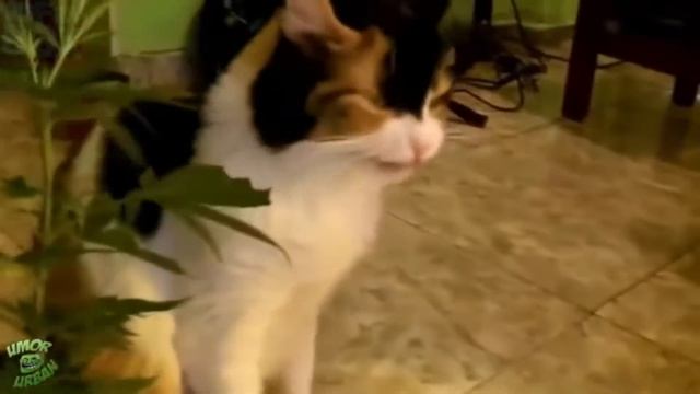 Самые смешные приколы 2017 УГАРНЫЕ ПРИКОЛЫ ДО СЛЕЗ