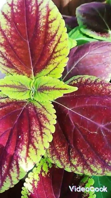 Мои колеусы из семян. смотреть онлайн