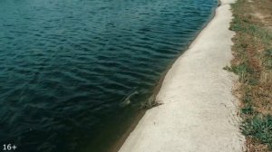 Как добывают черную икру. Осетровая ферма.  Выращивани