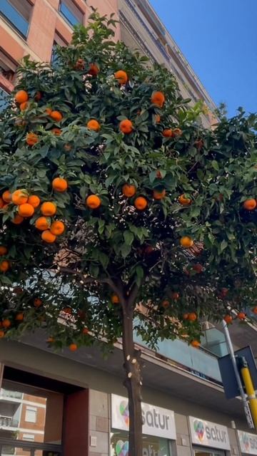 А какие деревья в ваших странах? #жизньвиталии #рим #жизньрамины смотреть онлайн