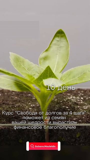 Я знаю как посеять семена свободы от долгов. Приходи н? смотреть онлайн